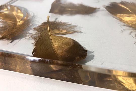 Acrylglas mit goldenen Federn