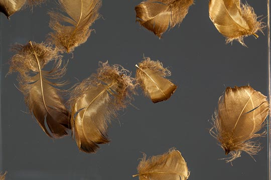 Goldene Federn eingegossen in Acrylglas