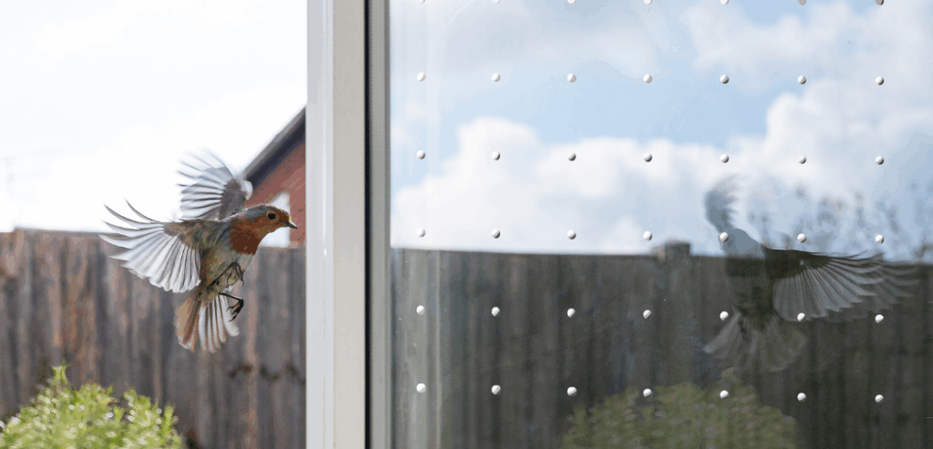 Vogelschutz an Glasscheiben mit SEEN Elements