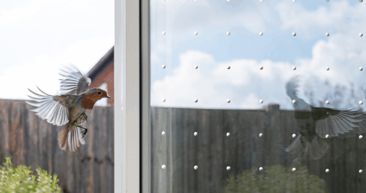 Vogelschutz an Glasscheiben mit SEEN Elements