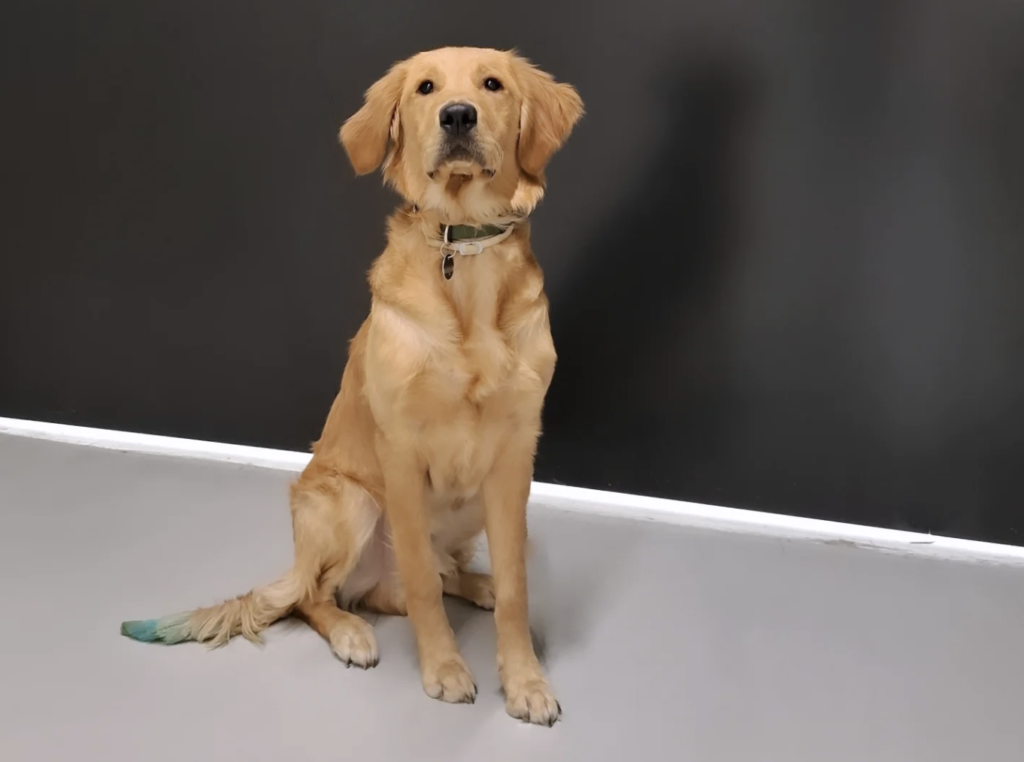 Bürohund am SEEN Standort in Frastanz